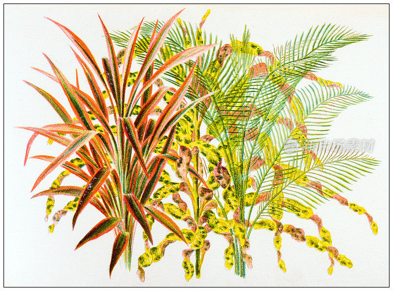 古董雕刻插图:龙血树，Croton (Codiaeum)， Cocos Weddelliana